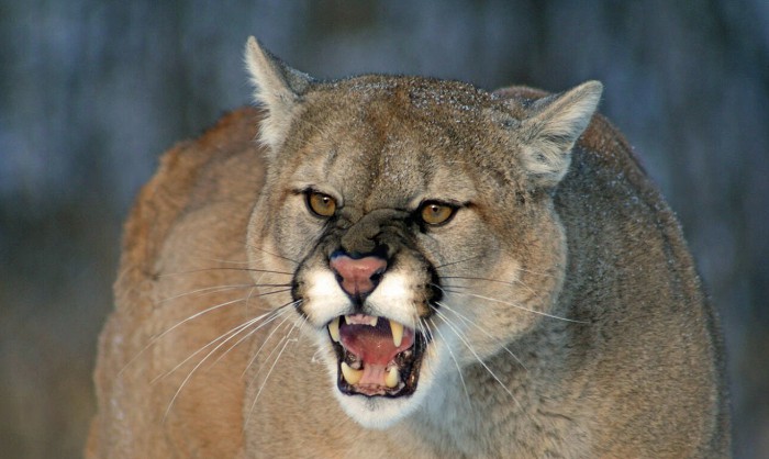 what-is-a-mountain-lion