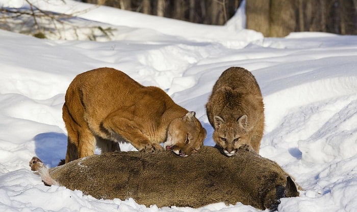 why-are-mountain-lions-so-dangerous-and-fierce