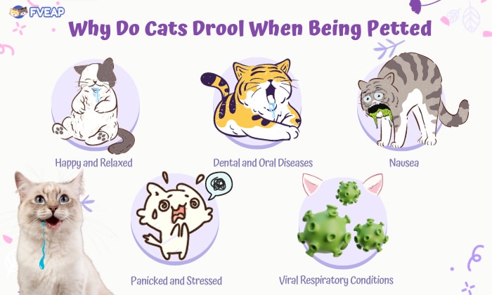 why-do-cats-drool-when-being-petted