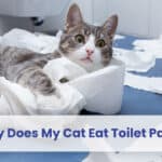 why does my cat eat toilet paper