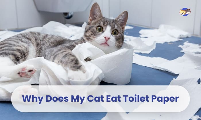 why does my cat eat toilet paper