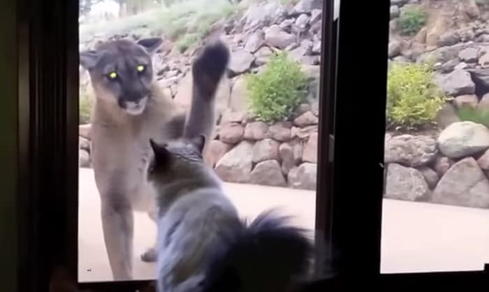 will-a-mountain-lion-attack-a-cat