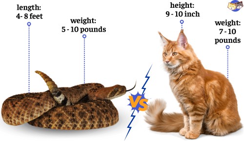 Size-of-rattlesnake-vs-cat