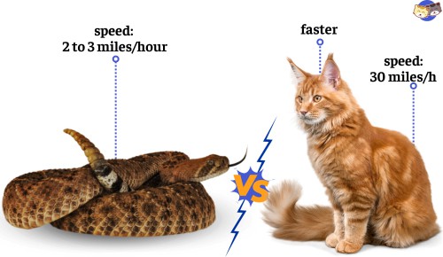 Speed-of-rattlesnake-vs-cat