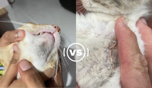 Spread-patterns-and-localization-is-sign-of-feline-acne-vs-flea-dirt