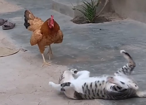 a-rooster’s-behavior-around-cats