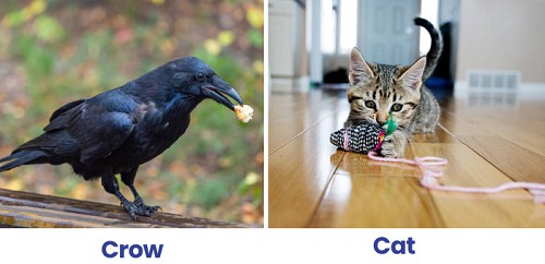 behavior-of-crows-vs-cats