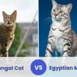 bengal cat vs egyptian mau