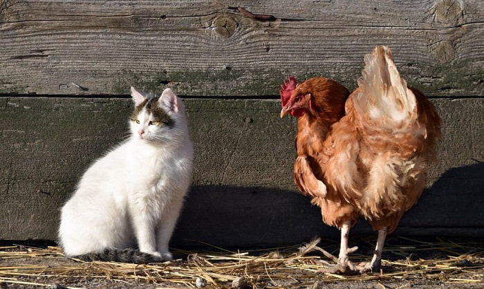 can-a-cat-kill-a-rooster