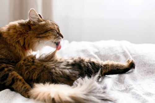 cat-licking-fur
