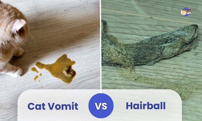 cat vomit vs hairball