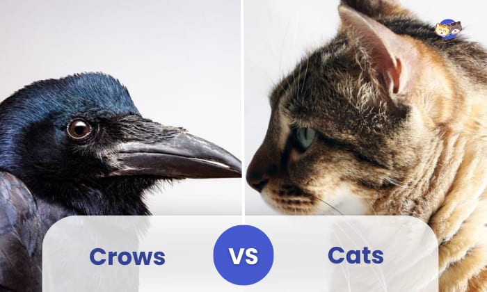 crows vs cats