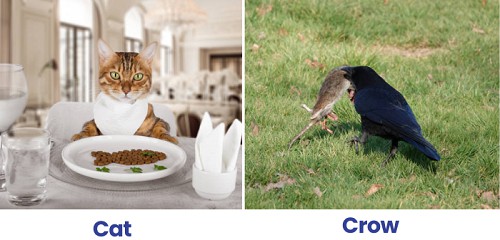 diet-of-crows-vs-cats