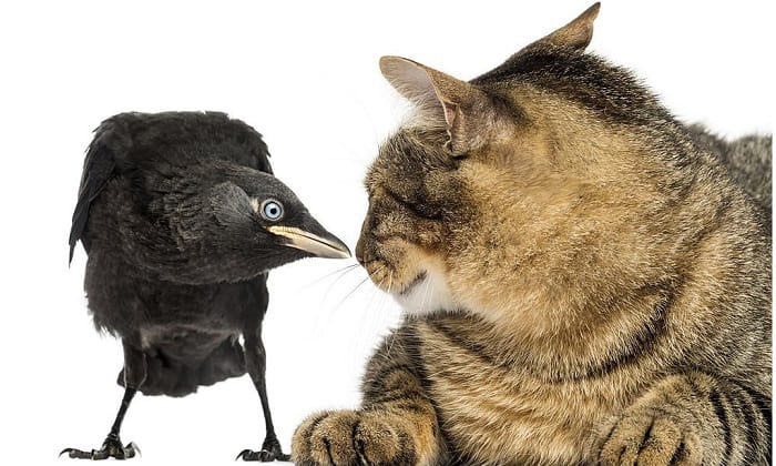 do-crows-attack-cats