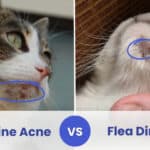 feline acne vs flea dirt