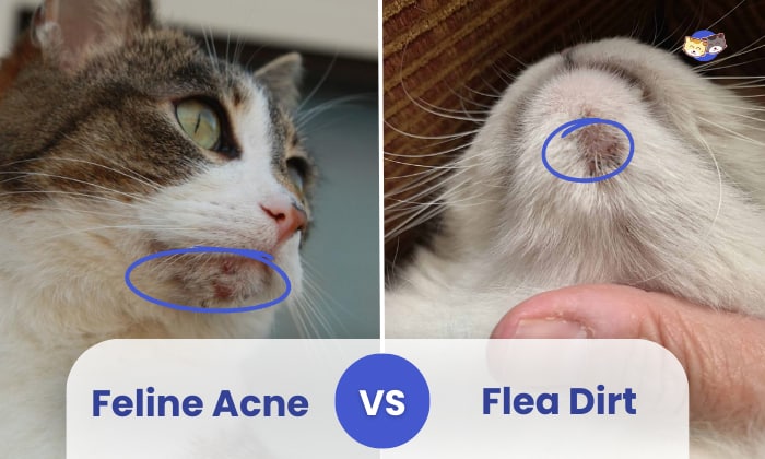 feline acne vs flea dirt