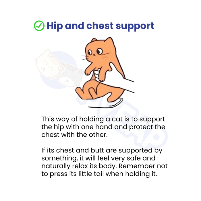 hip-and-chest-support