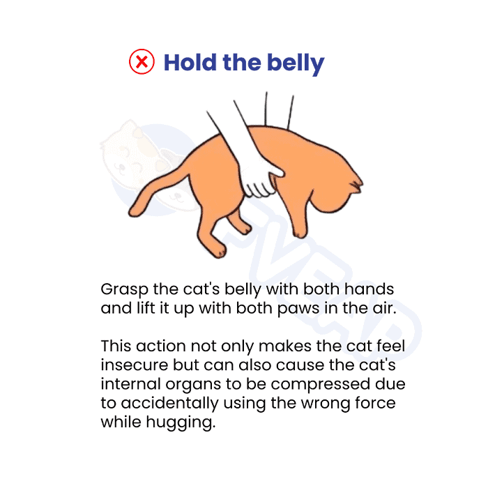 hold-the-belly