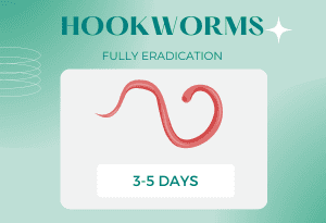 hookworms-in-cat