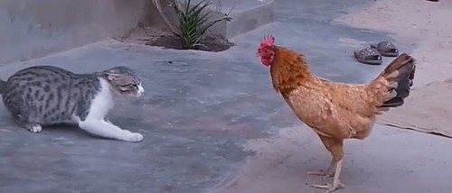 how-a-cat-behaves-around-a-rooster