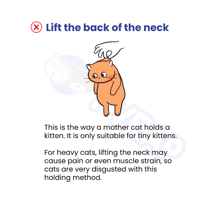 lift-the-back-of-the-neck