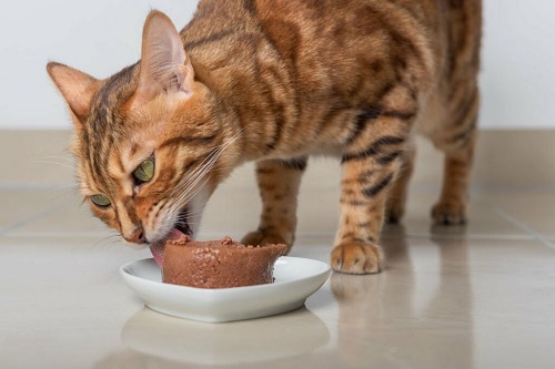 pate-cat-food