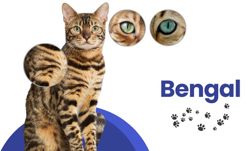 physical-traits-and-appearance-of-bengal-cat