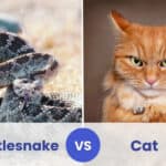 rattlesnake vs cat