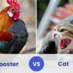 rooster vs cat