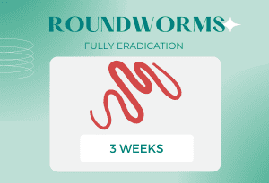 roundworms-in-cat