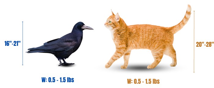 size-of-crows-vs-cats