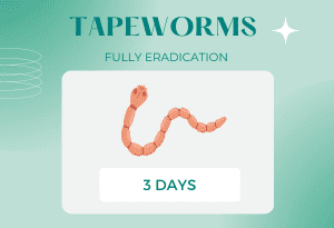 tapeworms-in-cat