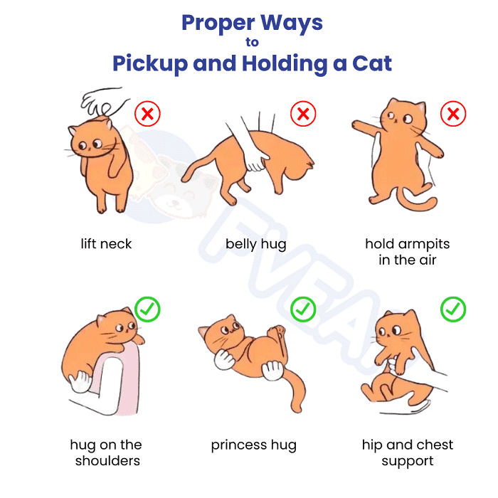 ways-to-pick-up-and-hold-a-cat