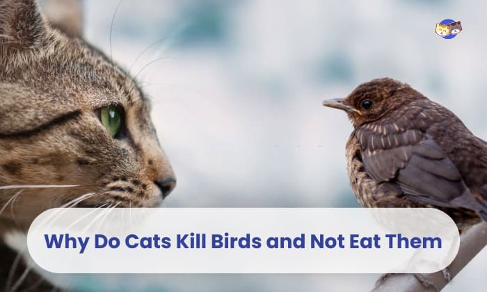 why do cats kill birds and not eat them
