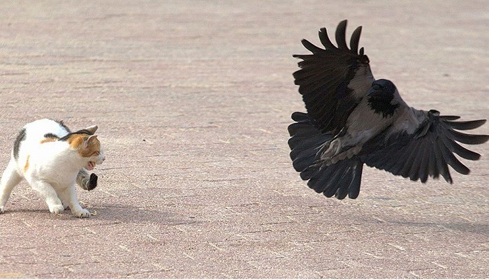 why-do-crows-make-cats-fight