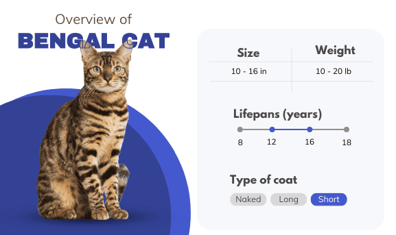Bengal-cat-overview
