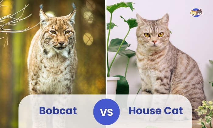 Bobcat vs House Cat