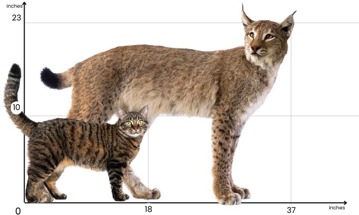 Body-Size-of-Bobcat-and-House-cat