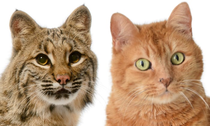 Facial-features-of-Bobcat-and-House-cat