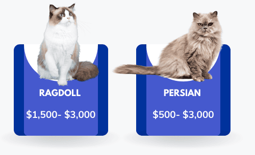 The-cost-of-cat-breeds