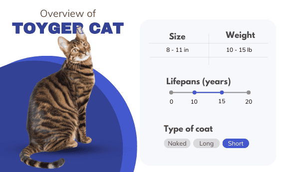 Toyger-cat-overview