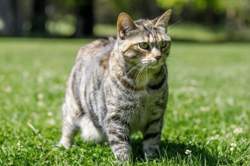 american-bobtail-cat-origins-and-history