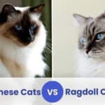 balinese vs ragdoll cats