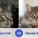 barn cat vs house cat