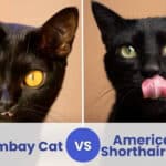 bombay vs american shorthair cat