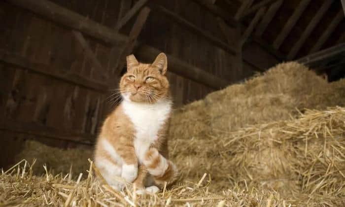 can-a-barn-kitten-become-a-house-cat