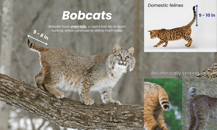 can-bobcats-have-long-tails