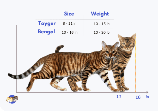 cat-size-differences