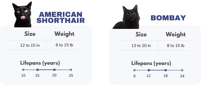 cat-sizes-compared