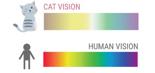 cat-vision-simulation